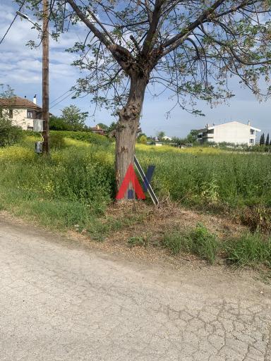 ALK02169