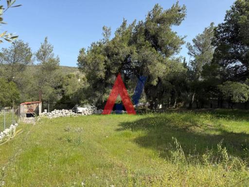 ΜΟΚ81196