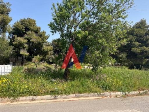 ΜΟΚ61846