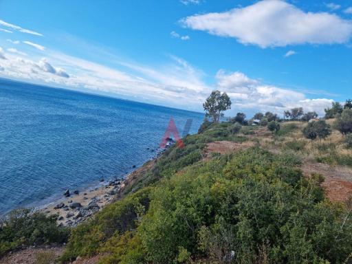 ΛΟΝ65057