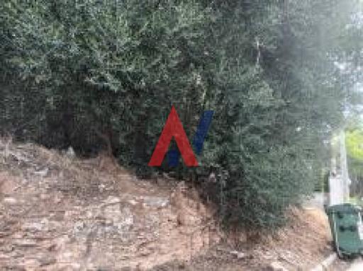 ΛΑΚ81951