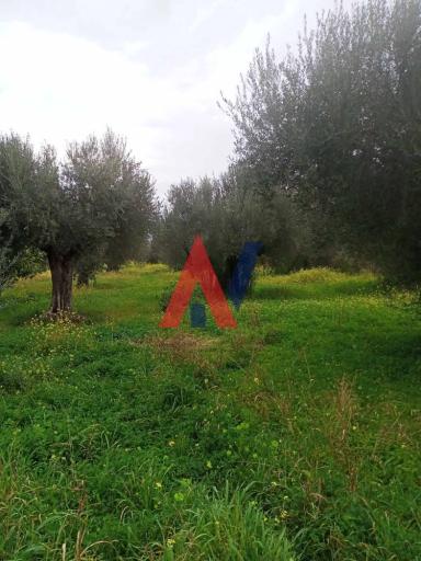 ΑΓΕ78791