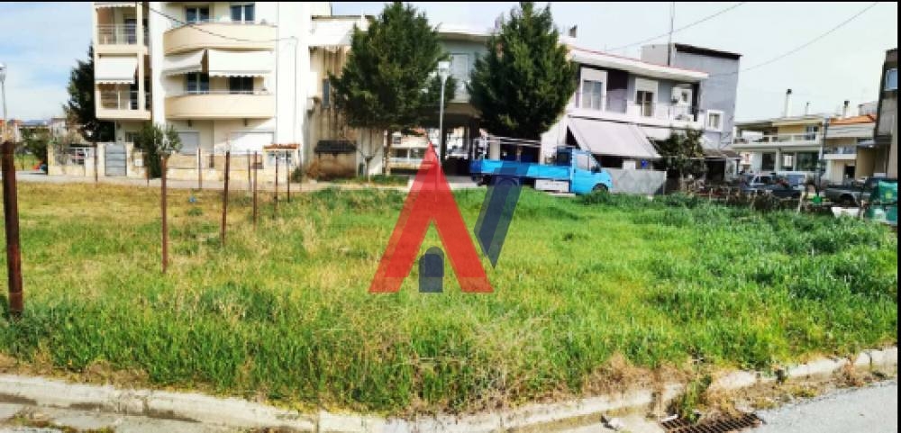 ALK79909