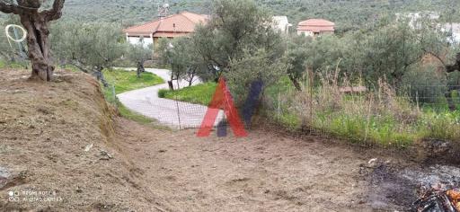 AGN00505